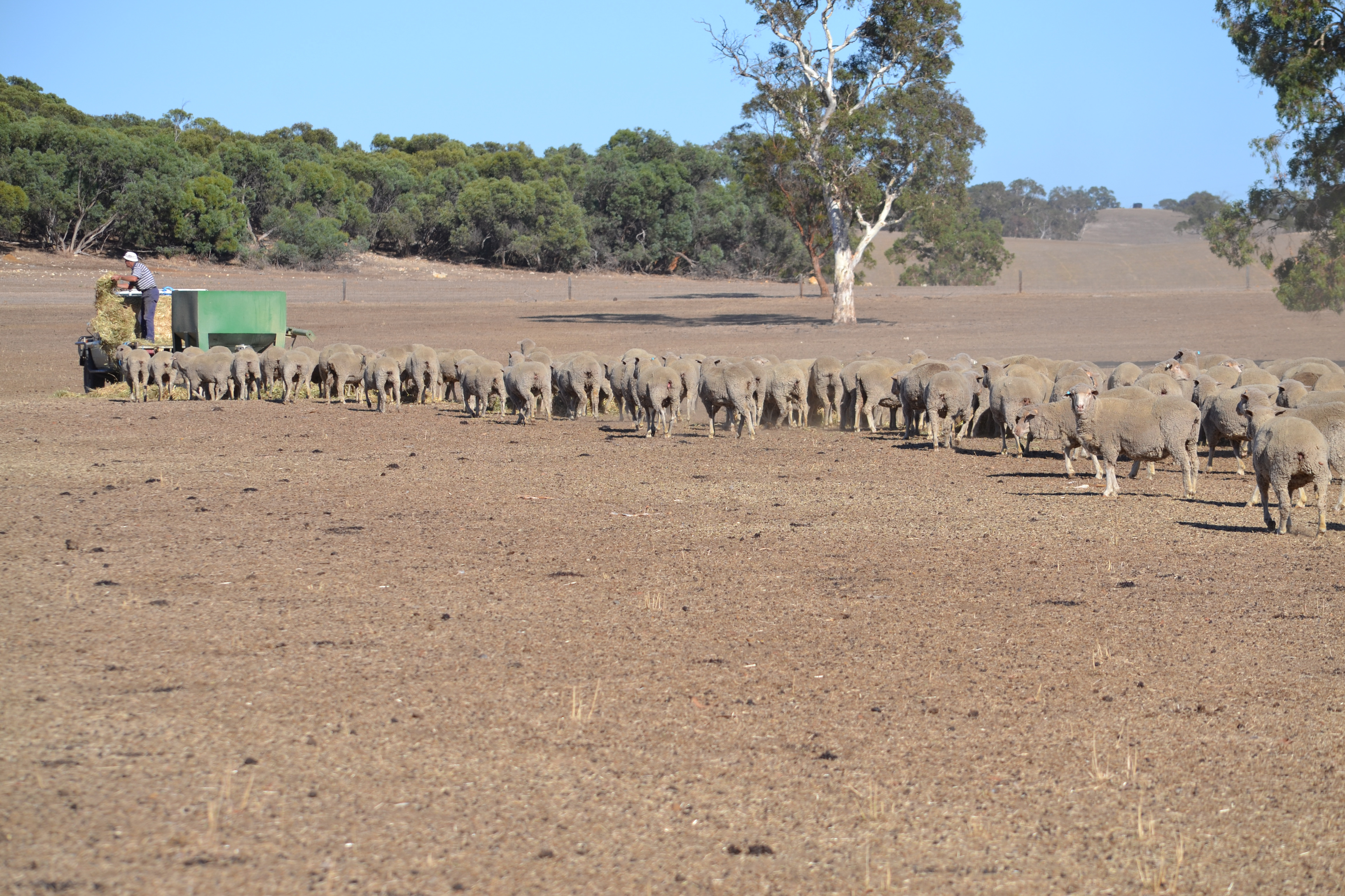 DSC_0543_Farmer-feeds-sheep-drought-1-(1).jpg DSC_0543_Farmer-feeds-sheep-drought-1-(1).jpg