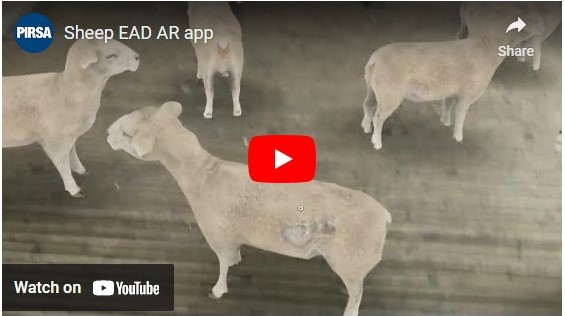 Sheep-EAD-AR-video-still-button-2-(2).jpg